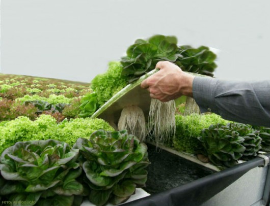 HIDROPONIA CULTIVO hidroponia cultivo: