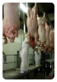 Abate de Suínos As principais raças de suínos recomendadas para o abate são Landrace, Large White, Duroc, Hampshire e Wessex.