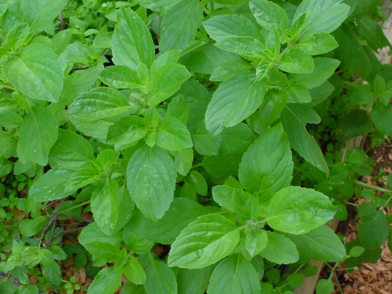 Plantas medicinais artigos