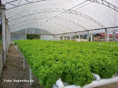 HIDROPONIA CULTIVO hidroponia cultivo: