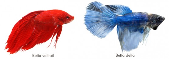 Betta veil tail e Betta delta Betta veil tail e Betta delta