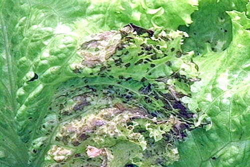 IMPORTANCIA VIRUS AGRICULTURA importancia virus agricultura: