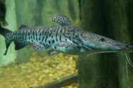 Peixe de água doce Chacara.