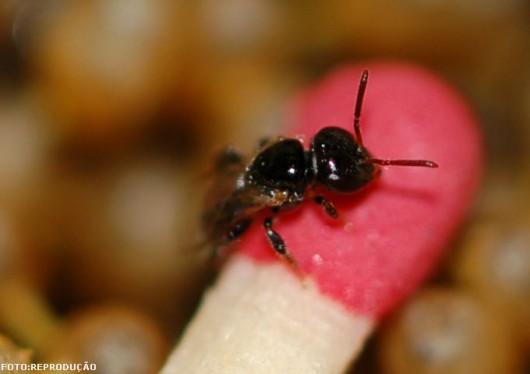 Abelhas sem ferrão - Lambe-olhos (Leurotrigona muelleri)