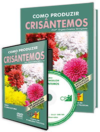 Curso Como Produzir Crisântemos Curso Como Produzir Crisântemos