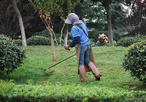 Curso de jardineiro