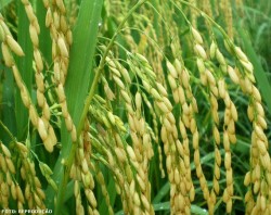 Cultura do Arroz: gramínea que alimenta mais da metade do mundo ...