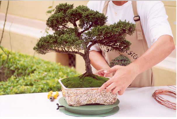 Resultado da busca para curso-arte-e-tecnica-do-bonsai-passo-a-passo |  Tecnologia e Treinamento