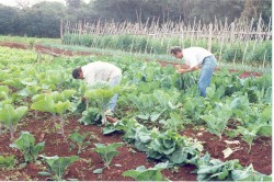 Curso Cultivo Org&acirc;nico de Hortali&ccedil;as - Aduba&ccedil;&atilde;o Verde