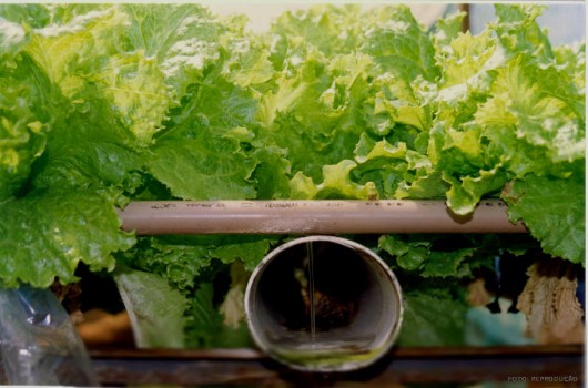 Sistemas Hidropônicos - cultivo em água Sistemas Hidropônicos - cultivo em água