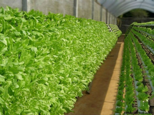 Sistemas Hidropônicos - cultivo em areia Sistemas Hidropônicos - cultivo em areia
