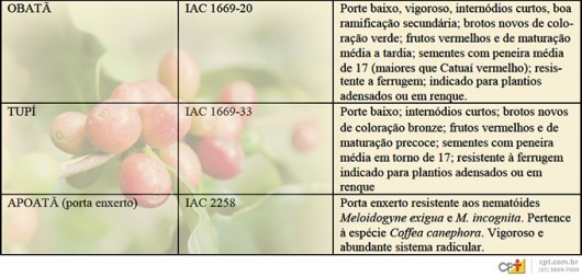 Características das cultivares