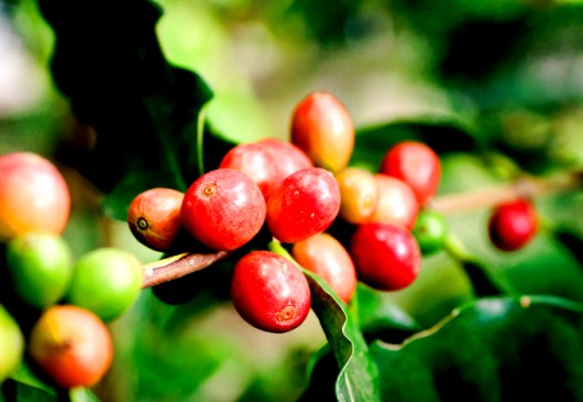 Café - tratos culturais no cultivo superadensado Café - tratos culturais no cultivo superadensado