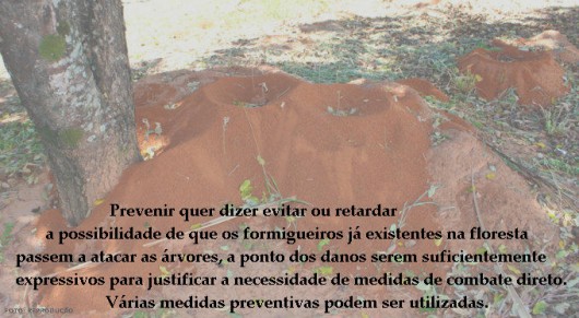 Formigas Cortadeiras - o que são as técnicas preventivas ao ataque de saúvas e quenquéns Formigas Cortadeiras - o que são as técnicas preventivas ao ataque de saúvas e quenquéns