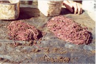 A produção de farinha de minhoca foi responsável por uma mudança na maneira de trabalhar com a minhocultura. A produção de farinha de minhoca foi responsável por uma mudança na maneira de trabalhar com a minhocultura.