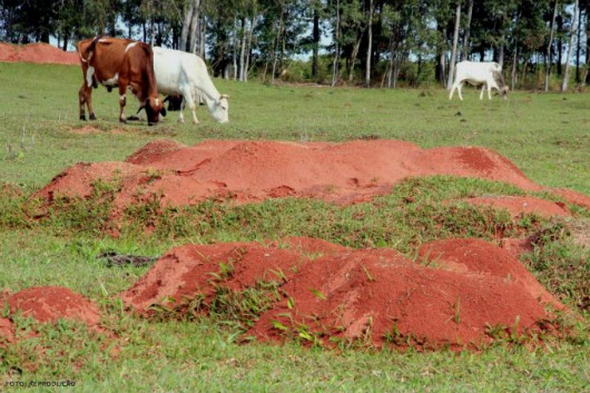 Formigas Cortadeiras - uso de plantas pouco apreciadas, resistentes ou tóxicas Formigas Cortadeiras - uso de plantas pouco apreciadas, resistentes ou tóxicas