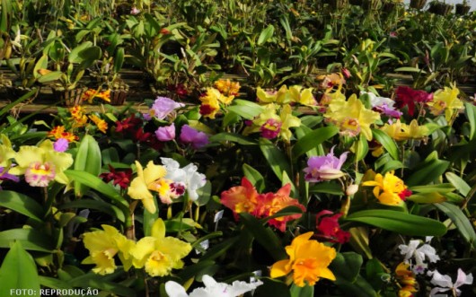 Orquídeas - comercialização Orquídeas - comercialização