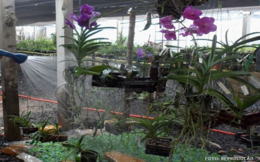Orquídeas - irrigação Orquídeas - irrigação
