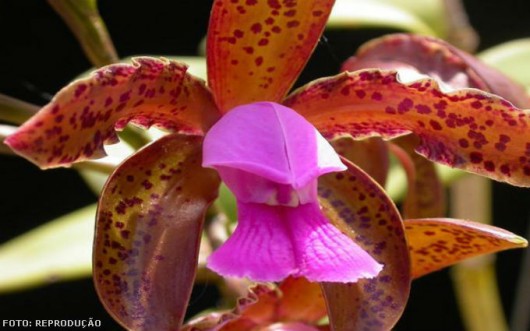 Orquídeas - combate a pragas e doenças Orquídeas - combate a pragas e doenças