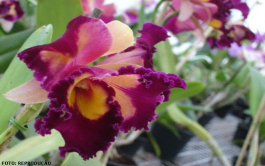 Orquídeas - defensivos caseiros Orquídeas - defensivos caseiros