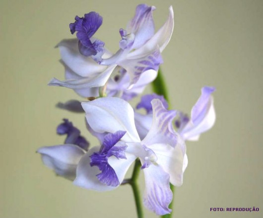 Espécies de orquídea - Acacallis cyanea Lindl Espécies de orquídea - Acacallis cyanea Lindl