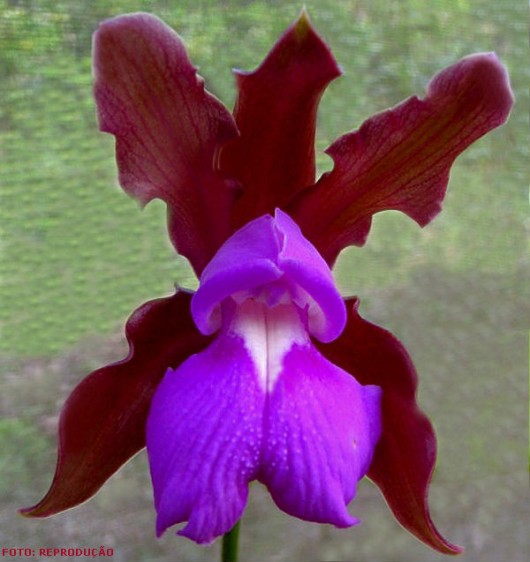 Espécies de orquídea - Cattleya elongata Barb. Espécies de orquídea - Cattleya elongata Barb.