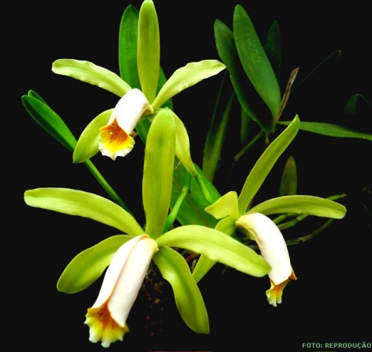 Espécies de orquídea - Cattleya forbesii Lindley Espécies de orquídea - Cattleya forbesii Lindley