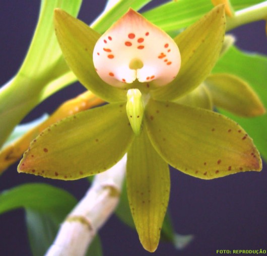 Espécies de orquídea - Cycnoches haagii Barb. Espécies de orquídea - Cycnoches haagii Barb.