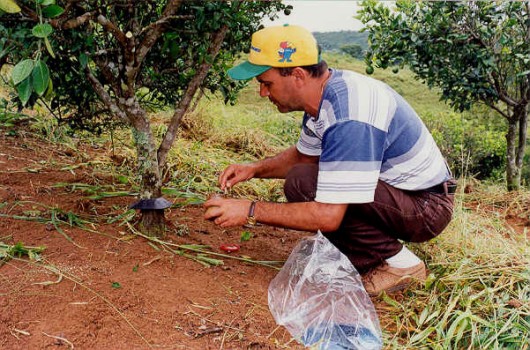 Formigas Cortadeiras - combate direto com formicidas Formigas Cortadeiras - combate direto com formicidas