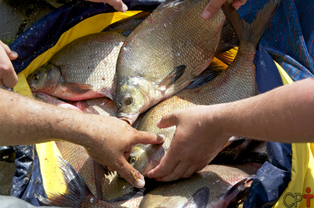 Nutrição de peixes - exigência vitamínico-mineral    Artigos Cursos CPT