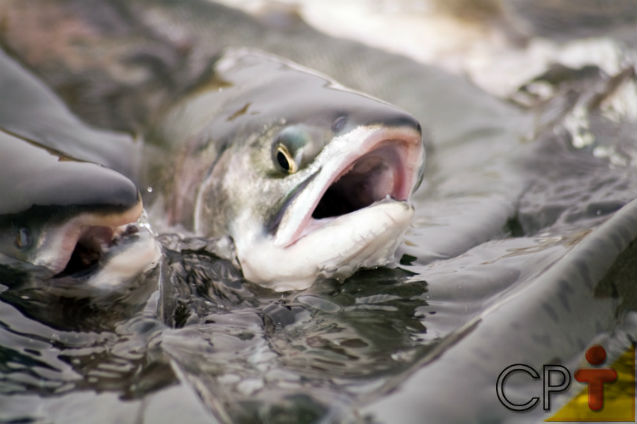 Nutrição de peixes - outras fontes proteicas   Artigos Cursos CPT