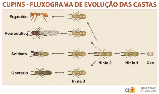 Cupins - a composição da colônia em castas