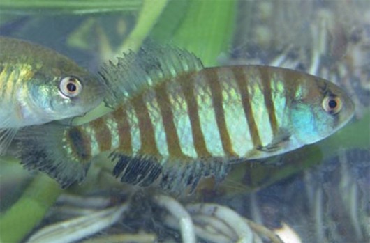 Peixes de água doce do Brasil - Peixe-Anual (Austrolebias minuano) Peixes de água doce do Brasil - Peixe-Anual (Austrolebias minuano)
