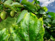 Pragas do maracujá - controle de pulgões, percevejos e lagartas Pragas do maracujá - controle de pulgões, percevejos e lagartas