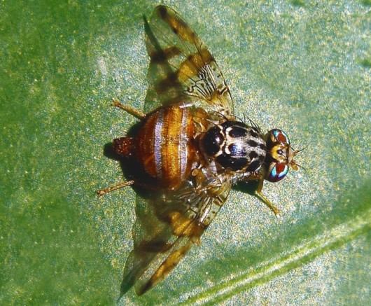 Principais Doencas Do Maracuja E Formas De Controle Cursos Online Uov Com Certificado Educacao A Distancia