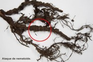 Doenças do maracujá - controle de Nematoides Doenças do maracujá - controle de Nematoides
