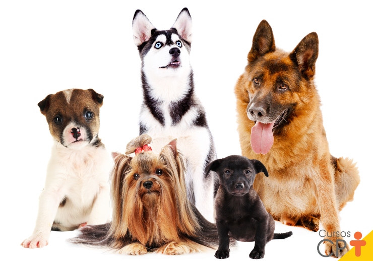 Cachorro: conheça as principais raças | Artigos | Cursos a Distância CPT