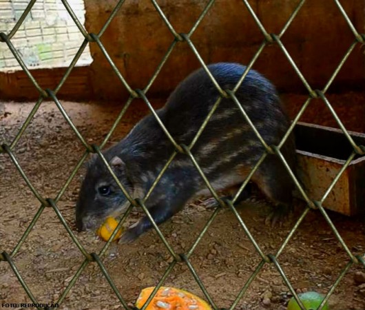 Criação de paca - captura e contenção da  Agouti paca