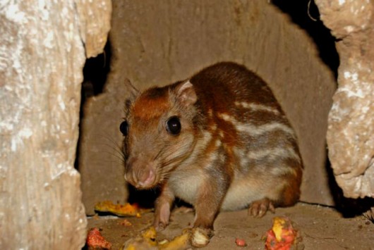 Criação de paca - principais doenças e problemas da  Agouti paca