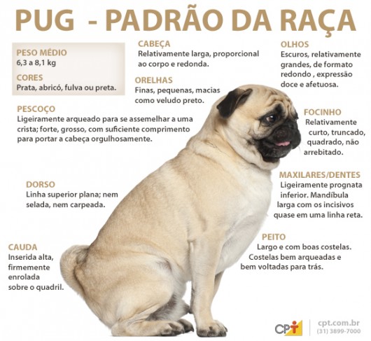 Padrão da raça Pug