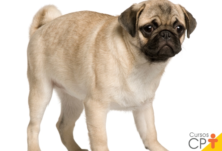 https://cptstatic.s3.amazonaws.com/imagens/enviadas/materias/materia10332/racas-de-cachorro-pug-cpt11.jpg