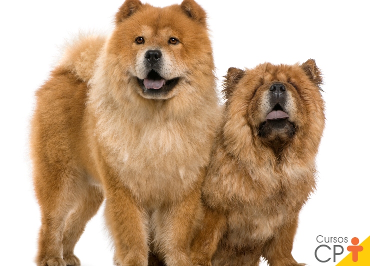 Raças de cachorro: Chow Chow | Cursos a Distância CPT
