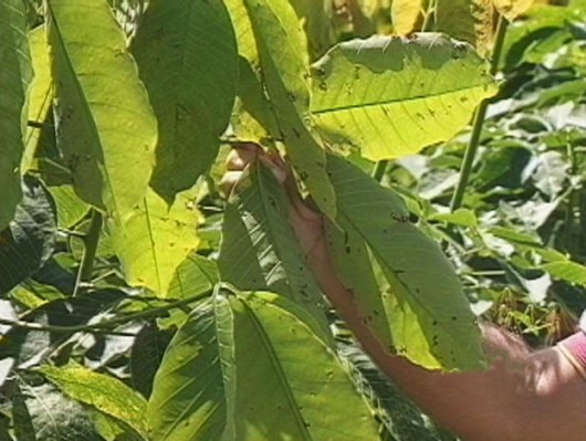 Doenças da Seringueira - Mal-das-Folhas da Seringueira