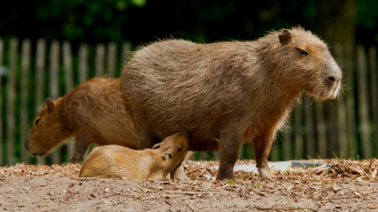Capivara - vantagens econômicas da criação em cativeiro Capivara - vantagens econômicas da criação em cativeiro