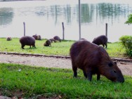 Este roedor vem se destacando como atração para visitantes em pesque-pagues e hotéis fazenda e outros empreendimentos de ecoturismo Este roedor vem se destacando como atração para visitantes em pesque-pagues e hotéis fazenda e outros empreendimentos de ecoturismo