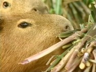 A carne de capivara tem qualidade semelhante à do suíno, mas com gordura menos saturada, de maior densidade, rica em ácidos graxos ômega-3 A carne de capivara tem qualidade semelhante à do suíno, mas com gordura menos saturada, de maior densidade, rica em ácidos graxos ômega-3