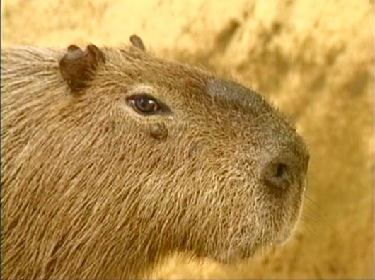 Capivara - organização social, genitália e comportamento social em cativeiro Capivara - organização social, genitália e comportamento social em cativeiro