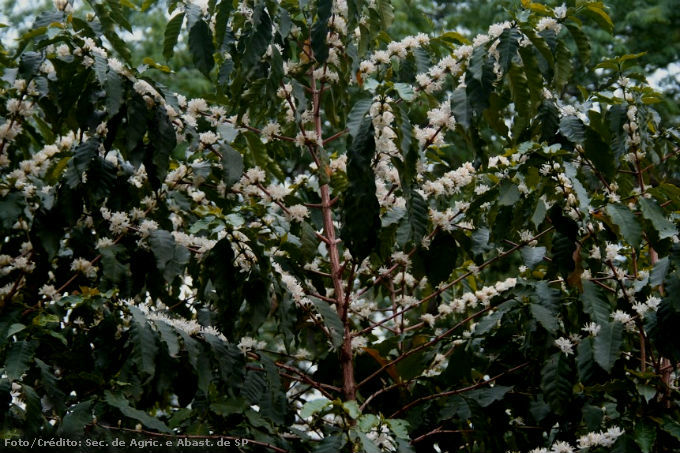 A produção de alimentos orgânicos, entre eles o café, é uma solução tecnológica e econômica concreta para os agricultores