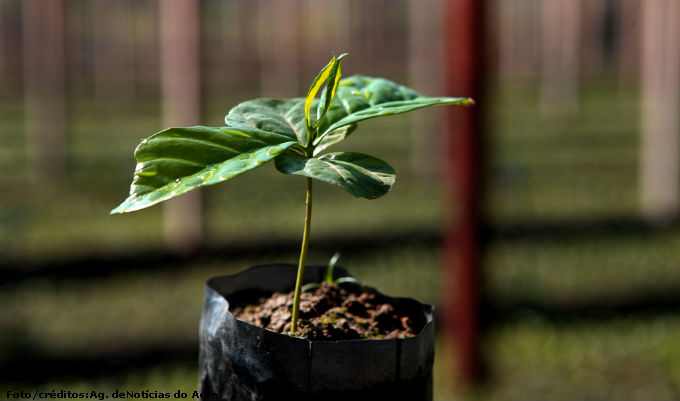 A produção orgânica de café vem, cada dia mais, ganhando espaço no mercado