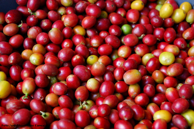 O café orgânico é uma atividade com enorme potencial de promover a preservação ambiental e valorização social